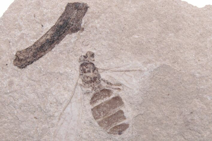 Fossil Fly (Diptera) - Ruby River Basin, Montana #216526